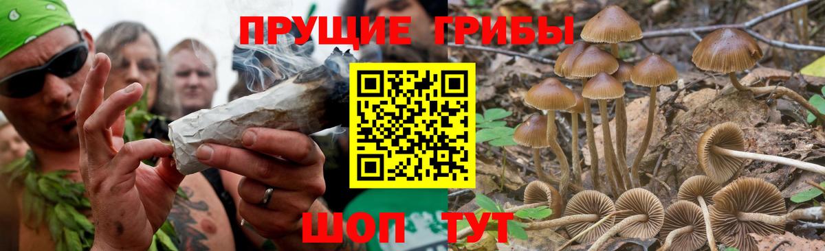 Кудрово  Галлюциногенные грибы Magic Shrooms  Вход с VPN 